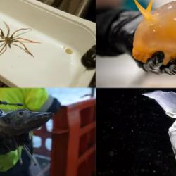 Los científicos no esperaban hallar estos ejemplares.