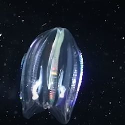 Se trata de animales totalmente desconocidos para la biología mundial.