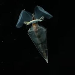 Fueron hallados en las profundidades de las aguas de la Antártida.