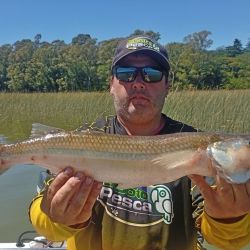 En Juancho, por el pesquero La Glorieta, un aficionado que estaba embarcados pescando tarariras entre los juncos, con boya plop y carne de carnada, dio con un peje mayor al kilo, un digno matungo del ámbito.