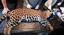 18-2-2026-Yaguareté Pará 