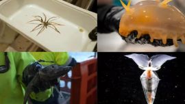 Los científicos no esperaban hallar estos ejemplares.