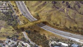 1802_puente animales 