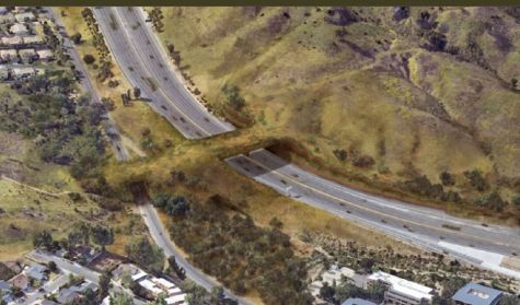 1802_puente animales 