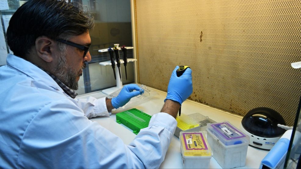 Influenza aviar avanza en la Antártida y amenaza a su fauna nativa