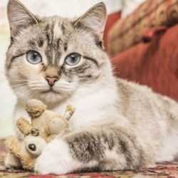 Los felinos son muy fieles compañeros.