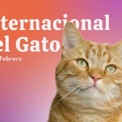 Cada 20 de febrero se celebra el Día Internacional del Gato.