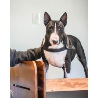 Wauhaus: Una nueva cultura del cuidado canino