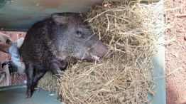 20-02-2026 operativo rescate pecarí Misiones