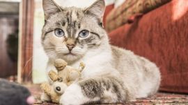 5 maneras de celebrar el Día Internacional del Gato