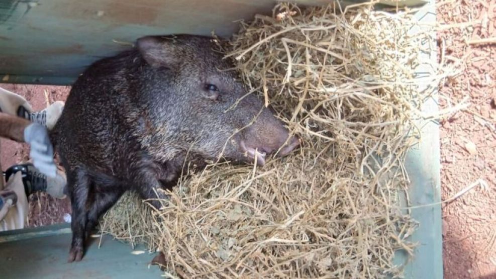 20-02-2026 operativo rescate pecarí Misiones