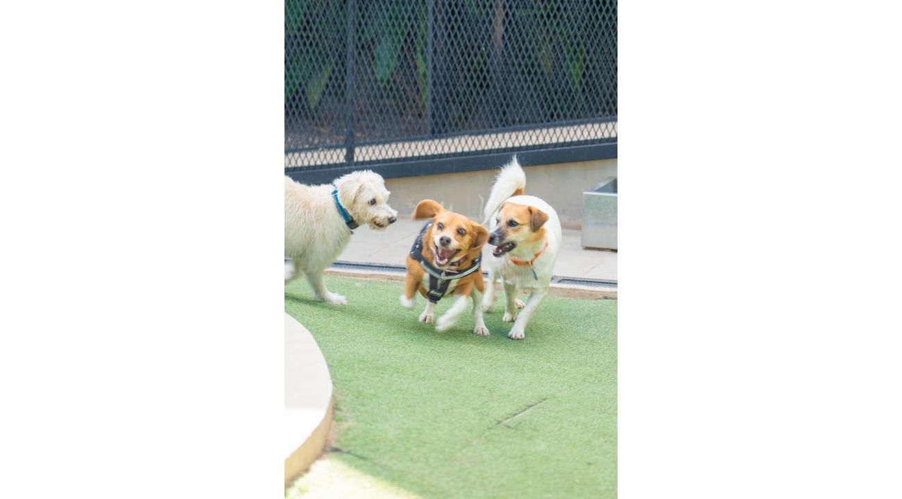 Wauhaus: Una nueva cultura del cuidado canino