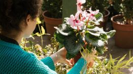 Plantas_personas_argentinos