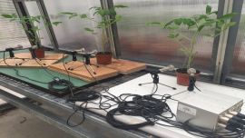 Un nuevo estudio científico detectó que las plantas "gritan" cuando son agredidas o sufren estrés