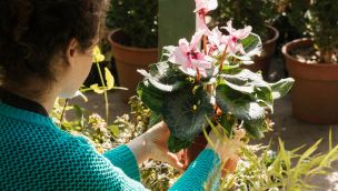 Plantas_personas_argentinos