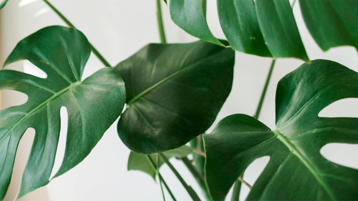 La inteligencia artificial podría convertirse en la gran aliada para salvar miles de especies de plantas en peligro
