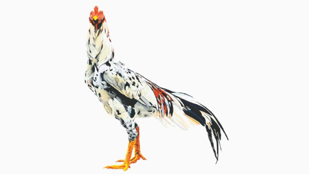 22_02_2026_cohen_gallo_cedoc_g