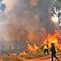 La detección temprana resultó clave para evitar una propagación mayor en un ecosistema de alto valor ambienta