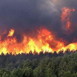 Además de prevenir incendios, la herramienta permite monitorear biodiversidad