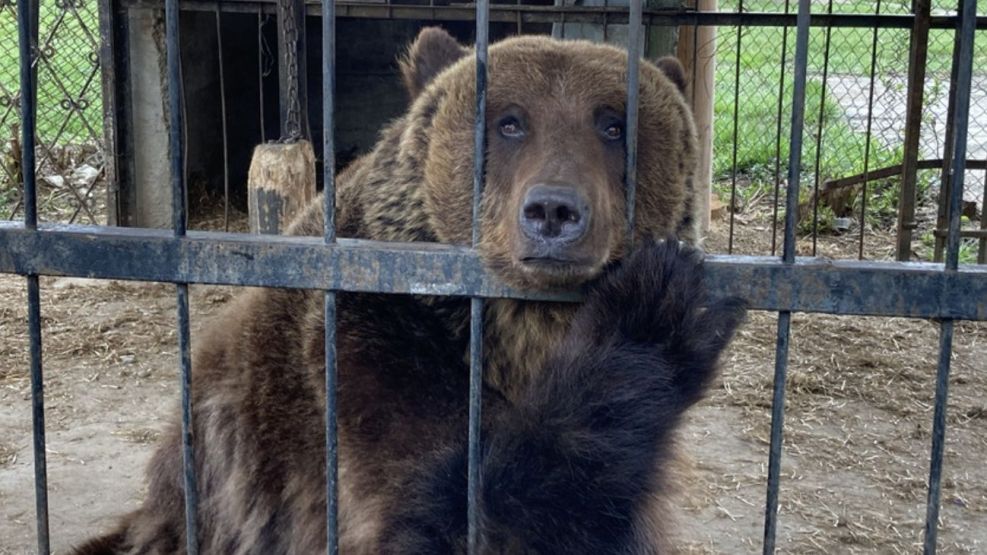 Trasladan animales del ex zoológico de Luján a Europa