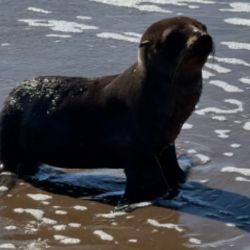 Había sido encontrado el 25 de enero en Villa Gesell por integrantes de la organización Rescate Verdemar