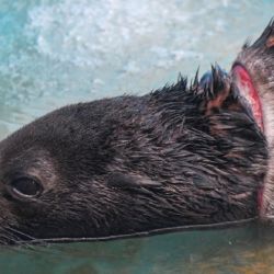 Al momento de ser rescatado presentaba una lesión severa compatible con la presión de un zuncho o resto de red