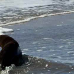 Ya recuperado, el lobito marino está de regreso en el mar.