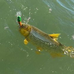 El conflicto por los espineles no solo tiene implicancias ambientales, sino también económicas. El desarrollo del turismo de pesca depende de la disponibilidad de ejemplares de buen tamaño y de una experiencia sin interferencias.