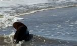 Así regresaron al mar a un lobo marino que había sido herido por un zuncho
