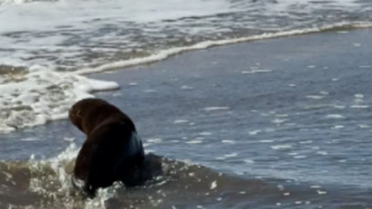 Un lobo marino murió tras recibir un disparo en Santa Teresita y agonizar varios días: investigan si lo atacaron pescadores