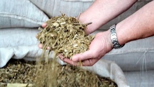 Bajó el consumo de yerba mate en la Argentina