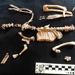 El fósil hallado está prácticamente completo.