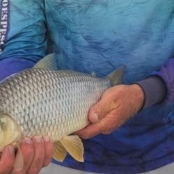 2702_mapa_pique_pesca