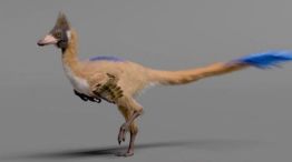Tyrannosaurus rex