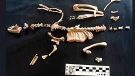 El fósil hallado está prácticamente completo.