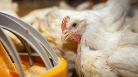 Gripe aviar: detectan un segundo caso en Buenos Aires y siguen las restricciones comerciales