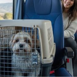 Las mascotas ya pueden viajar en trenes de larga distancia.