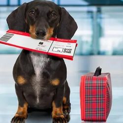 Son varios los trenes de larga distancia habilitados para viajar con mascotas. 