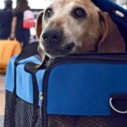 Se podrá viajar con una sola mascota por pasajero