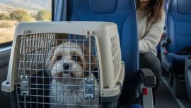 Las mascotas ya pueden viajar en trenes de larga distancia.