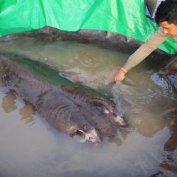 La raya gigante registrada mide 3,98 metros de largo incluyendo la cola, mientras que su disco corporal alcanza 2,2 metros de ancho. 