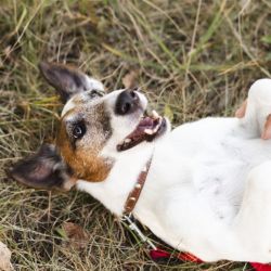 Dividir el proceso en tres días, tres semanas y tres meses permite acompañar con paciencia el cambio y prevenir problemas de conducta.