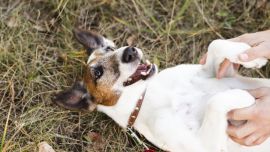 Dividir el proceso en tres días, tres semanas y tres meses permite acompañar con paciencia el cambio y prevenir problemas de conducta.