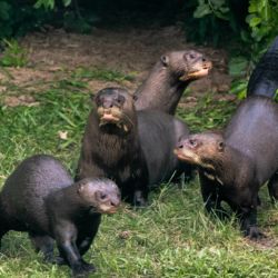 Es la primera reintroducción de la especie en el Iberá en 40 años.