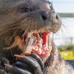 Es la primera vez que se intenta reintroducir a la nutria gigante en un ecosistema donde había desaparecido completamente