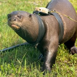 Los últimos grupos familiares de nutria gigante en el país fueron observados en 1986