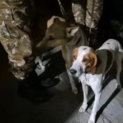 Los cazadores usaban perros para atrapar a los animales.
