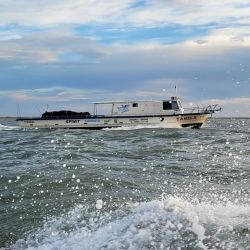 Las grandes corvinas dijeron presente y los portes hablaron por sí solos. Pero la salida no se limitó a la especie objetivo. Grandes bagres de mar, pescadillas combativas, gatuzos rendidores y hasta alguna brótola de dimensiones poco habituales completaron una variada de lujo que confirma la riqueza ictícola de la zona.