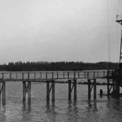 Las bogas encuentran en los malecones alimento permanente y cobertura natural. Las piedras sumergidas y los pilotes colonizados por moluscos generan un buffet constante que atrae a estos peces omnívoros.