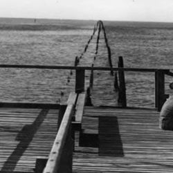 Las bogas encuentran en los malecones alimento permanente y cobertura natural. Las piedras sumergidas y los pilotes colonizados por moluscos generan un buffet constante que atrae a estos peces omnívoros.